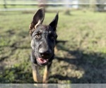 Small #2 German Shepherd Dog