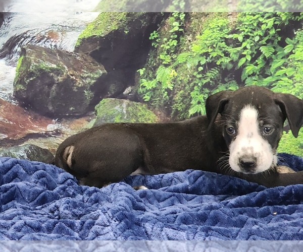 Medium Photo #2 Catahoula Leopard Dog Puppy For Sale in CUMBY, TX, USA