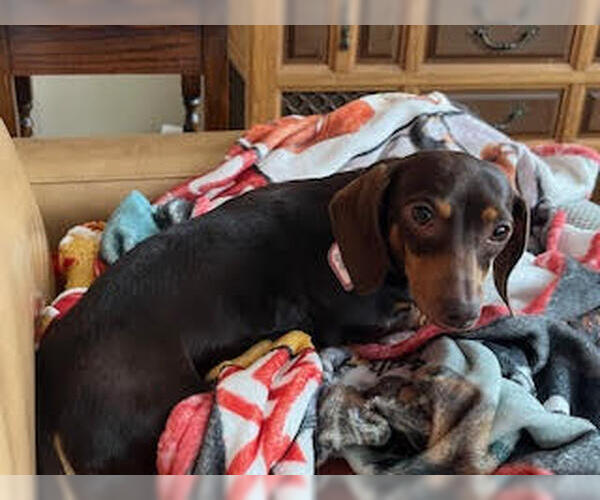 Medium Photo #6 Dachshund Puppy For Sale in Shelbyville, TN, USA
