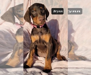 Doberman Pinscher Puppy for sale in POMEROY, OH, USA