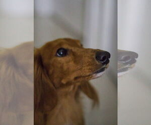 Dachshund Dogs for adoption in Fruitland, SC, USA