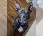 Small American Staffordshire Terrier