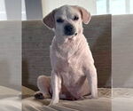 Small Mutt