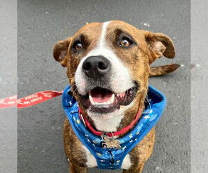 Mutt Dogs for adoption in Canton, CT, USA