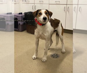 American Foxhound-Unknown Mix Dogs for adoption in Santa Maria, CA, USA