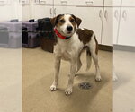 Small American Foxhound Mix