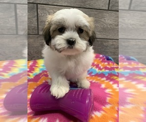 Mal-Shi Puppy for sale in RICHMOND, IL, USA
