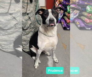 Borador Dogs for adoption in Richmond, IN, USA