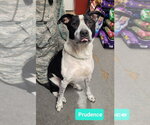 Prudence - Female Borador Dog for Adoption - Small photo