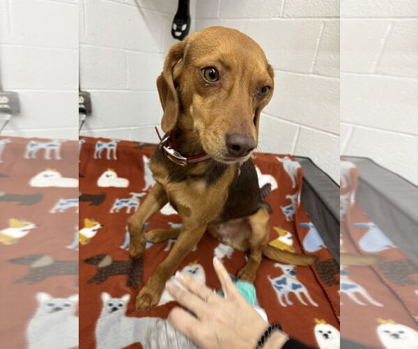 Medium Photo #4 Beagle-Pointer Mix Puppy For Sale in York, SC, USA