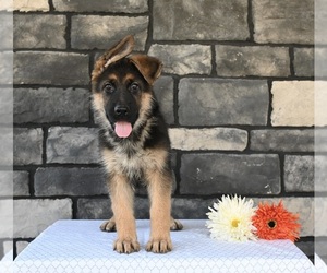 German Shepherd Dog Puppy for sale in MILLERSBURG, OH, USA