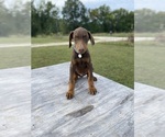Small Photo #11 Doberman Pinscher Puppy For Sale in BROOKFIELD, MO, USA