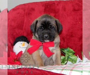 Mastiff Puppy for sale in RED LION, PA, USA