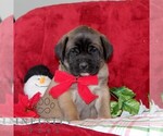 Small Mastiff