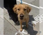 Small #1 Golden Retriever Mix