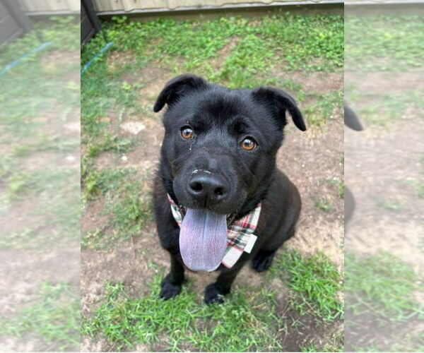 Medium Photo #3 Chow Chow-Labrador Retriever Mix Puppy For Sale in Lakewood, CO, USA