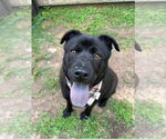 Small #2 Chow Chow-Labrador Retriever Mix
