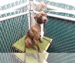 Chihuahua-Unknown Mix Dogs for adoption in Downey, CA, USA