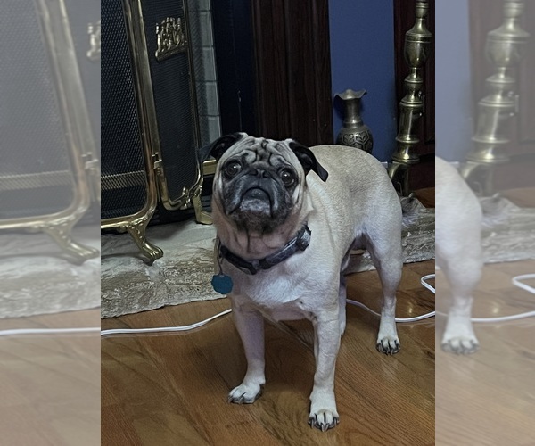 Medium Photo #1 Pug Puppy For Sale in RIDGEWAY, SC, USA