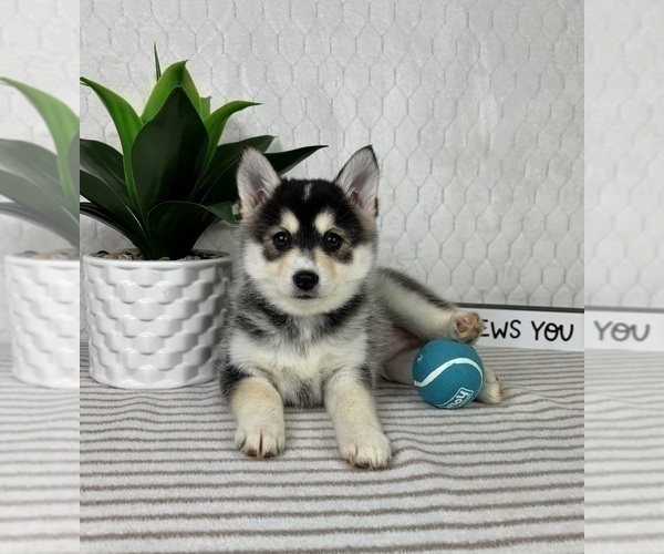 Medium Photo #3 Pomsky Puppy For Sale in GREENFIELD, IN, USA