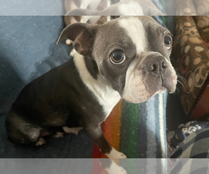 Mother of the Boston Terrier puppies born on 10/05/2025