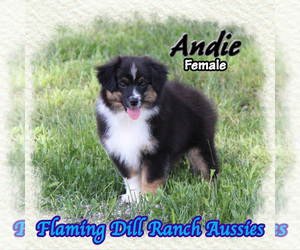 Miniature Australian Shepherd Puppy for Sale in FORESTBURG, Texas USA
