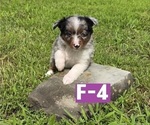 Small #11 Miniature Australian Shepherd