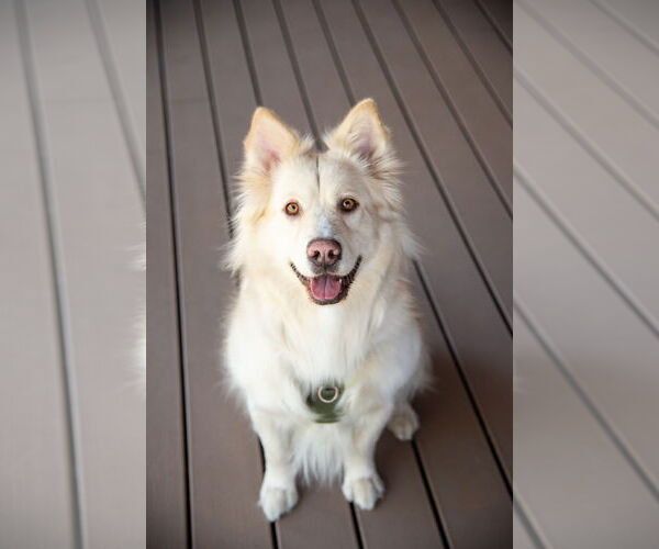 Medium Photo #2 Samoyed-Unknown Mix Puppy For Sale in Chandler, AZ, USA