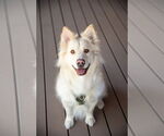 Small #1 Samoyed Mix