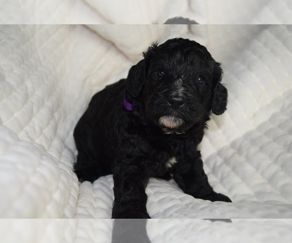 Medium Photo #7 Bernedoodle Puppy For Sale in OMAHA, NE, USA