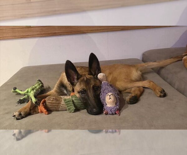 Medium Photo #3 Mutt Puppy For Sale in Imlay City, MI, USA