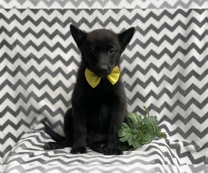 Pomsky Puppy for sale in CEDAR LANE, PA, USA