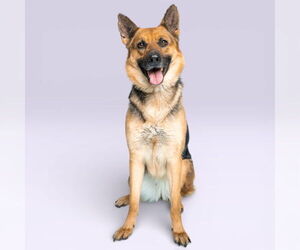 German Shepherd Dog Dogs for adoption in Rowlett, TX, USA