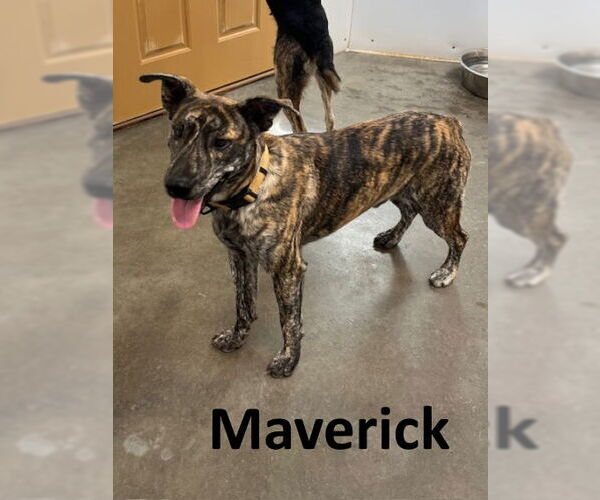 Medium Photo #4 Catahoula Leopard Dog-Mountain Cur Mix Puppy For Sale in Mountain View, AR, USA