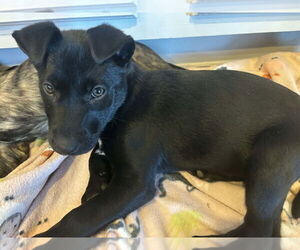 Labrador Retriever-Unknown Mix Dogs for adoption in Plainfield, IL, USA
