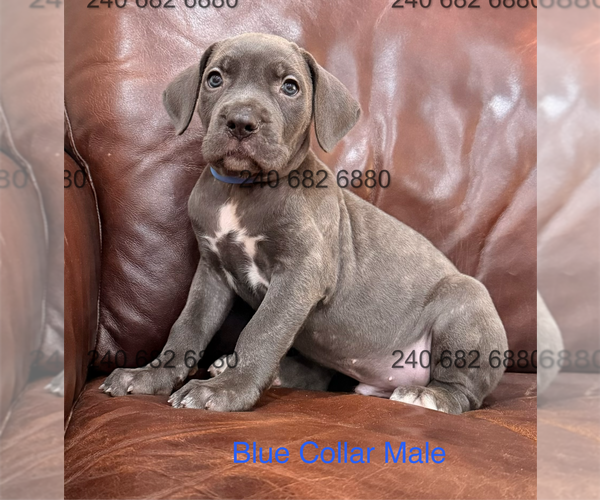Medium Photo #2 Cane Corso Puppy For Sale in LA PLATA, MD, USA