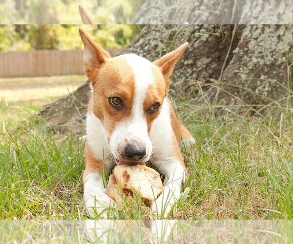 Medium Photo #19 Australian Kelpie-Basenji Mix Puppy For Sale in Houston, TX, USA