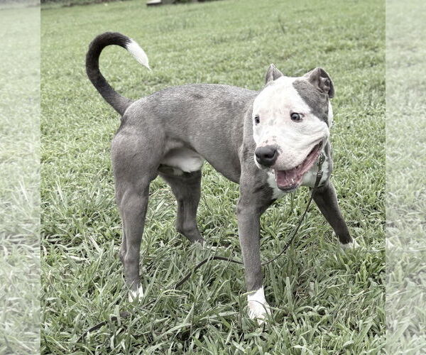 Medium Photo #3 American Pit Bull Terrier-Unknown Mix Puppy For Sale in Virginia Beach, VA, USA