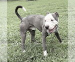 Small #2 American Pit Bull Terrier Mix