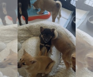 Shiba Inu Litter for sale in LOS ANGELES, CA, USA