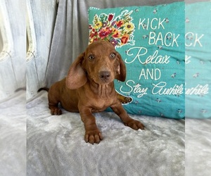 Dachshund Puppy for sale in STELLA, MO, USA