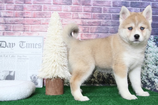 Medium Photo #1 Pomsky Puppy For Sale in BEL AIR, MD, USA