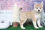 Small Photo #1 Pomsky Puppy For Sale in BEL AIR, MD, USA