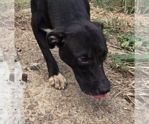 Skeeter - Female Staffordshire Bull Terrier-Unknown Mix Dog for Adoption - Photo #8