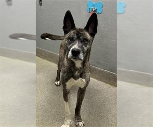 Medium Photo #1 German Shepherd Dog-Unknown Mix Puppy For Sale in Las Vegas, NV, USA