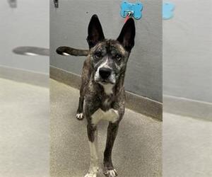 German Shepherd Dog-Unknown Mix Dogs for adoption in Las Vegas, NV, USA