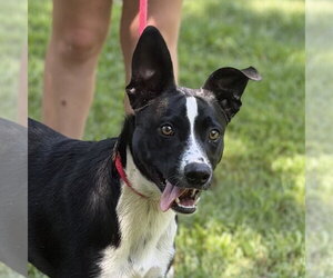 Border Collie Dogs for adoption in Yardley, PA, USA