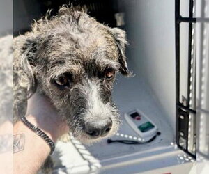 Cairn Terrier-Unknown Mix Dogs for adoption in Houston, TX, USA