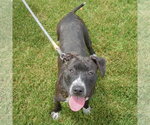 Small #4 American Staffordshire Terrier-Boxer Mix