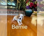 Puppy Bernie Beagle